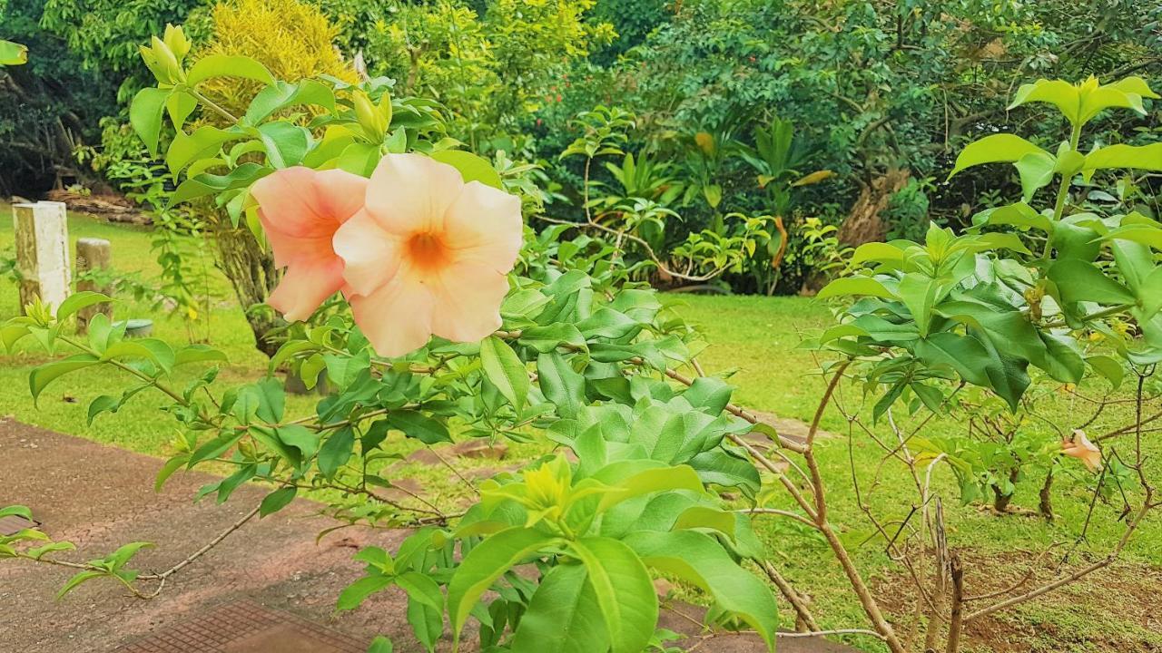 Huahine - Tipanier House Villa Haapu Exterior foto